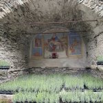 Piantine da trapiantare ricoverate in una cappella affrescata - Foto archivio Cooperativa di comunità La volpe e il mirtillo